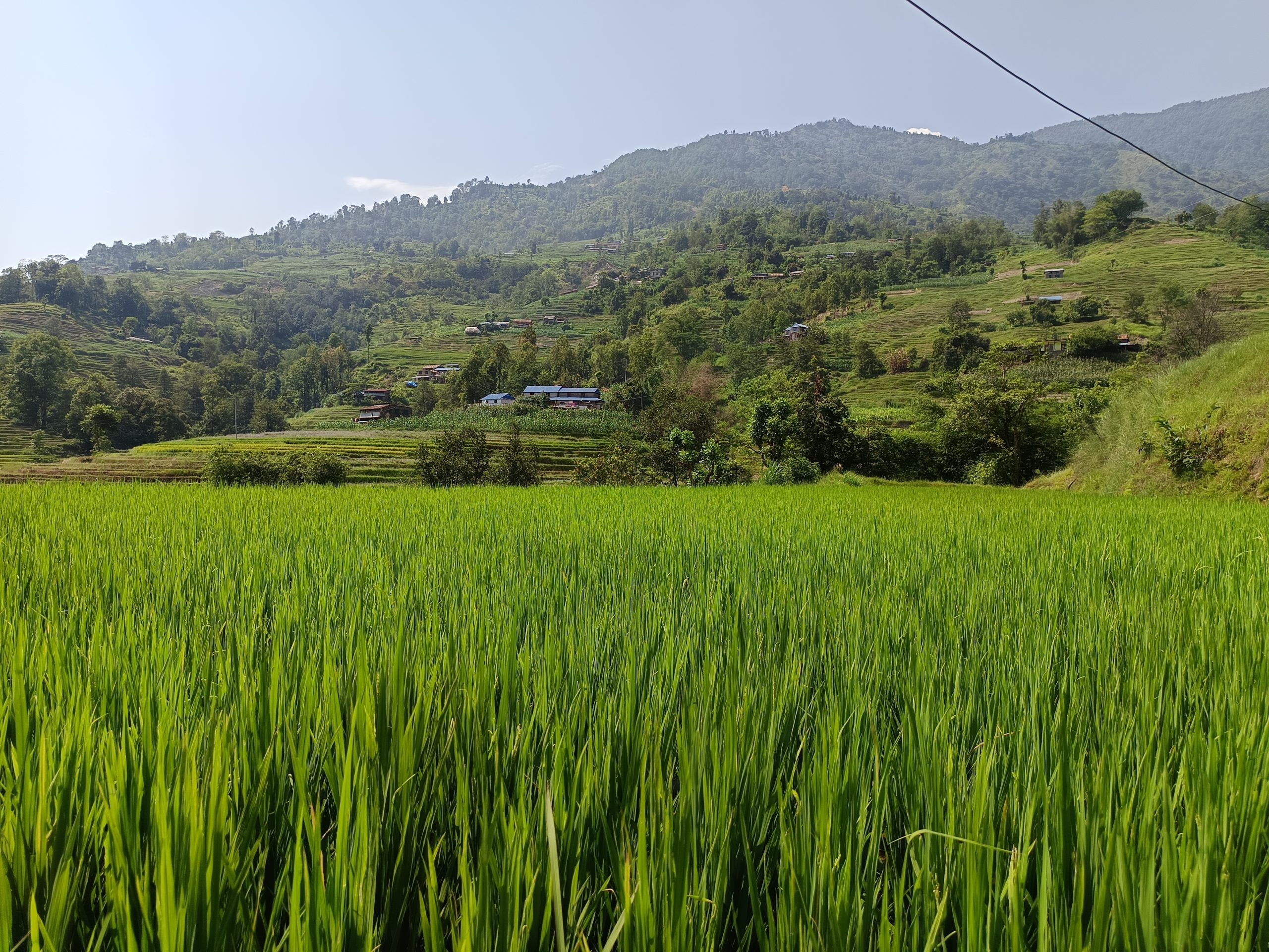 वैदिक कृषिमा ज्ञानको स्रोत र अभ्यास